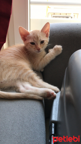 Sarman, Kedi  Leo fotoğrafı