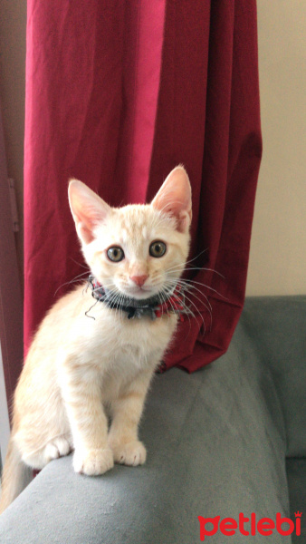 Sarman, Kedi  Leo fotoğrafı