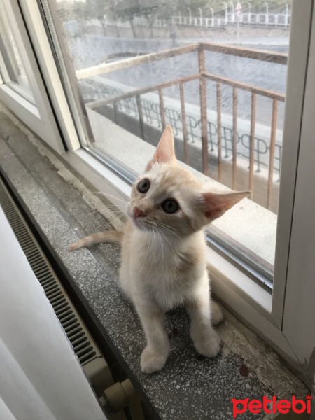 Sarman, Kedi  Leo fotoğrafı