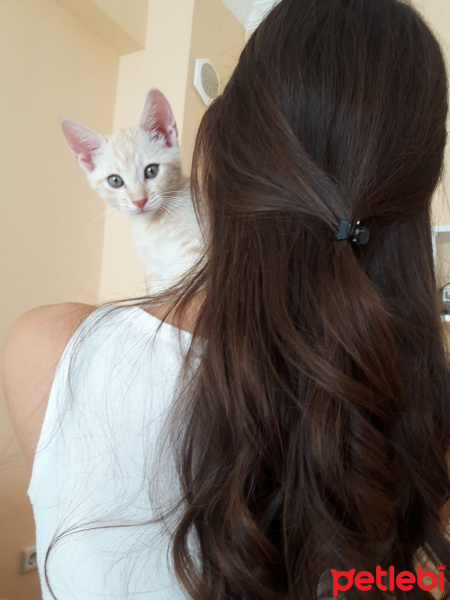 Sarman, Kedi  Leo fotoğrafı