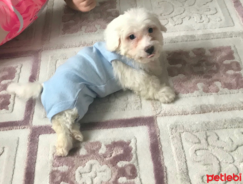 Maltese, Köpek  Carmen fotoğrafı