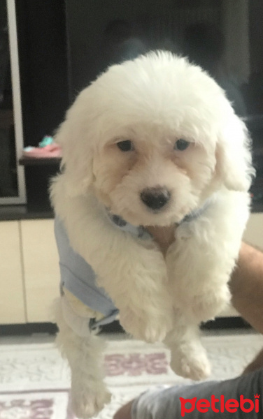 Maltese, Köpek  Carmen fotoğrafı