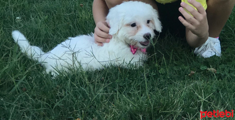 Maltese, Köpek  Carmen fotoğrafı