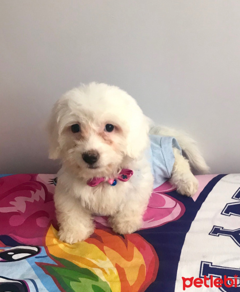 Maltese, Köpek  Carmen fotoğrafı