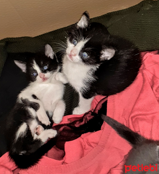 Tekir Kedi, Kedi  Pisi fotoğrafı