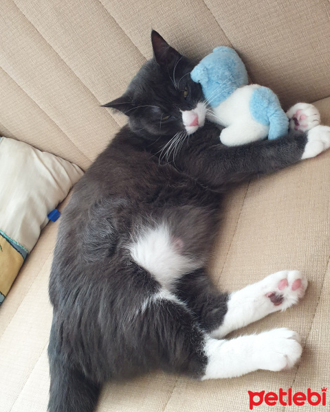 Tuxedo (Smokin) Kedi, Kedi  rufus fotoğrafı
