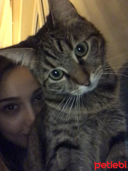 Tekir Kedi, Kedi  İncir fotoğrafı