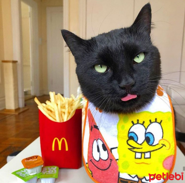 Bombay, Kedi  Oscar fotoğrafı