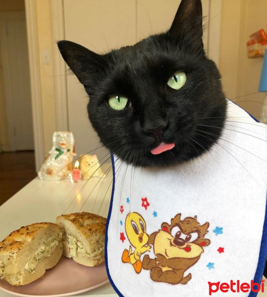 Bombay, Kedi  Oscar fotoğrafı