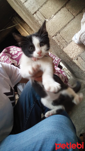 York Chocolate, Kedi  4 TANE KEDİ fotoğrafı