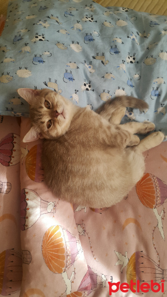 Scottish Fold, Kedi  Pastel fotoğrafı