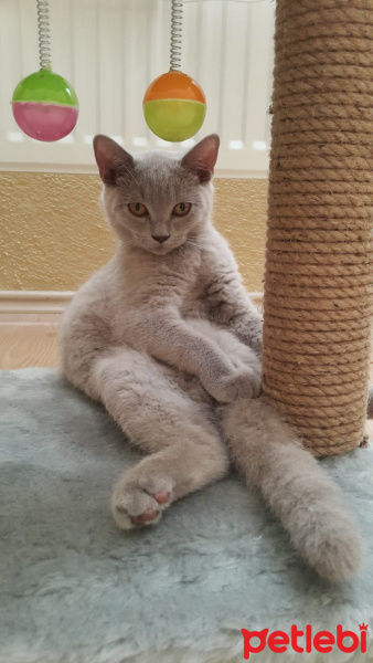 Scottish Fold, Kedi  Muggle(Magıl) fotoğrafı