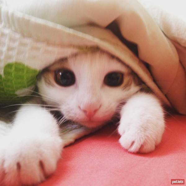 Tekir Kedi, Kedi  Lokum fotoğrafı