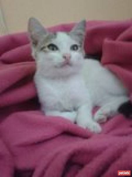 Tekir Kedi, Kedi  Lokum fotoğrafı