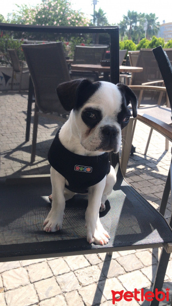 Fransız Bulldog, Köpek  Bihter fotoğrafı