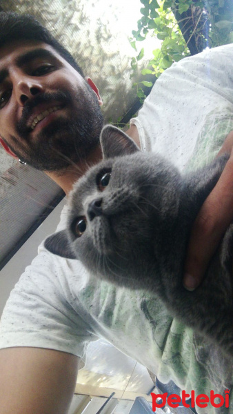 British Shorthair, Kedi  Fred fotoğrafı