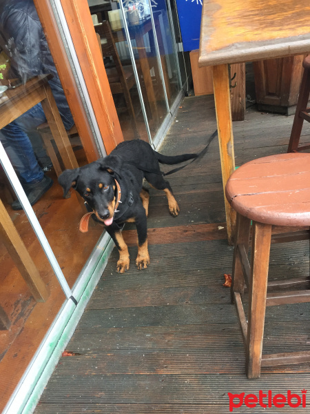 Rottweiler, Köpek  Eva fotoğrafı