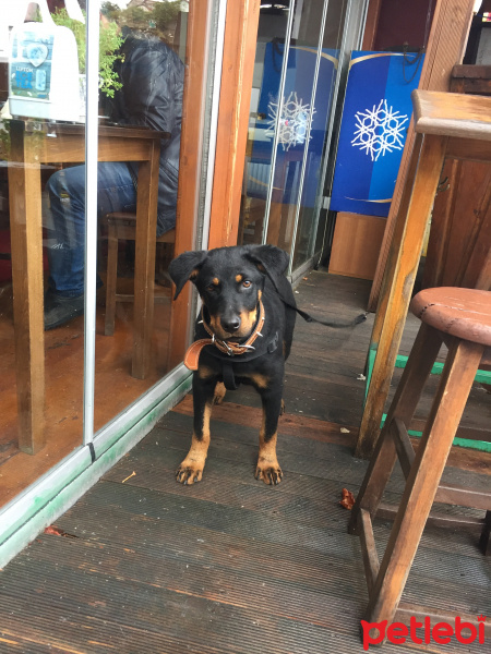 Rottweiler, Köpek  Eva fotoğrafı