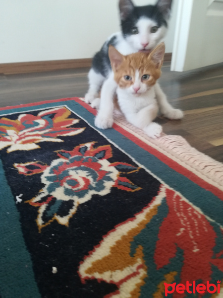 Sarman, Kedi  Tarçın ve sryus fotoğrafı