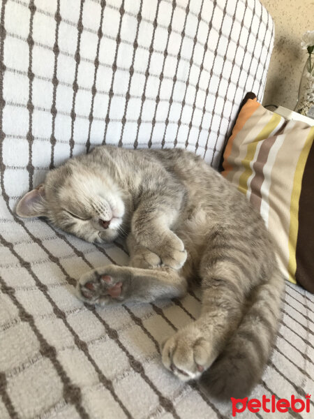 British Shorthair, Kedi  Salem fotoğrafı