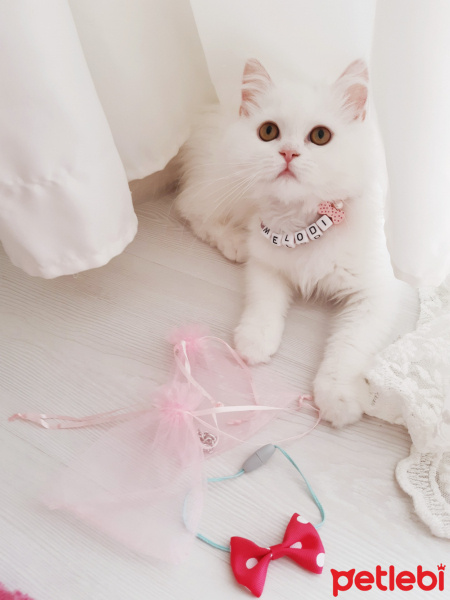 Chinchilla, Kedi  Melodi fotoğrafı