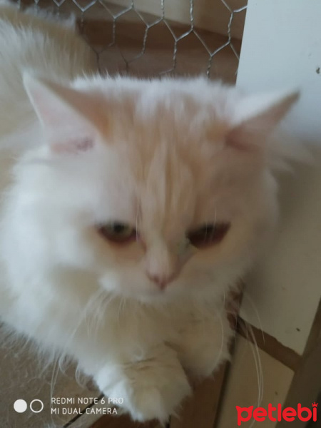 Chinchilla, Kedi  zeyna fotoğrafı