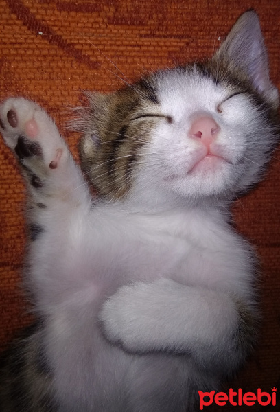 Tekir Kedi, Kedi  Alex fotoğrafı