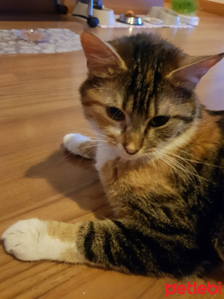 Tekir Kedi, Kedi  Tarçın fotoğrafı