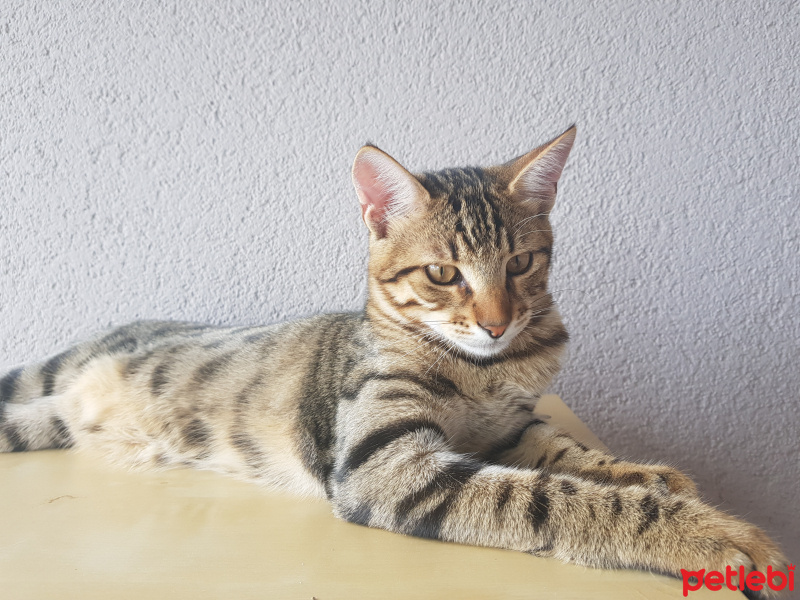 Tekir Kedi, Kedi  Eros fotoğrafı