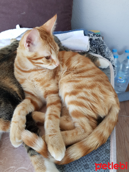 Sarman, Kedi  Rama fotoğrafı