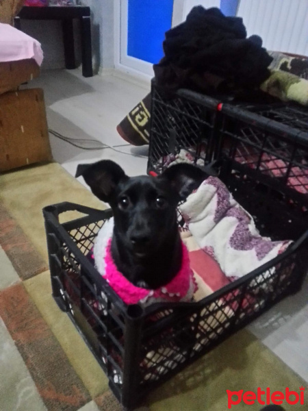 Maltese, Köpek  Zeytin fotoğrafı