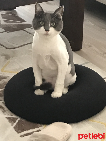 Tekir Kedi, Kedi  Saldıray fotoğrafı