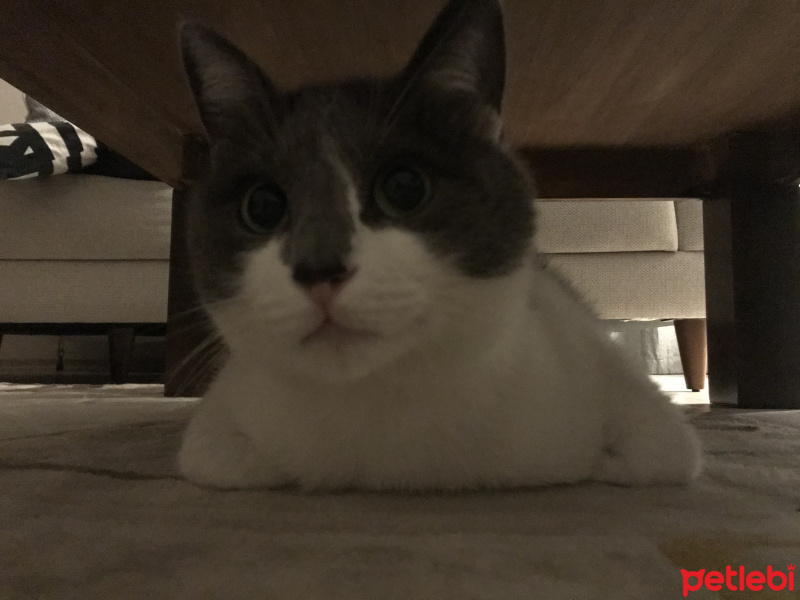 Tekir Kedi, Kedi  Saldıray fotoğrafı