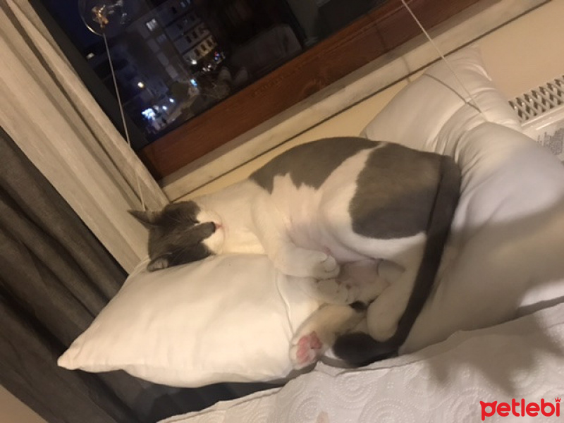 Tekir Kedi, Kedi  Saldıray fotoğrafı