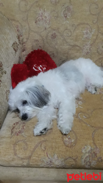 Maltese, Köpek  SHILA fotoğrafı