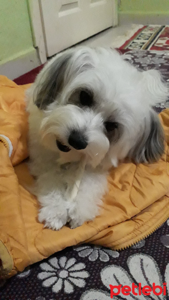 Maltese, Köpek  SHILA fotoğrafı