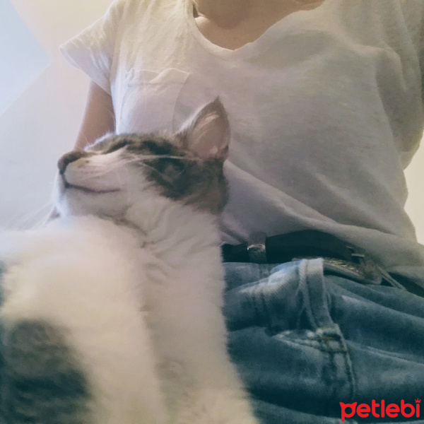Tekir Kedi, Kedi  Karam fotoğrafı