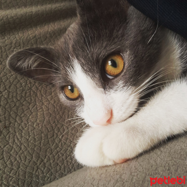 Mavi Rus, Kedi  Fondip fotoğrafı