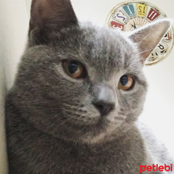 British Shorthair, Kedi  Vera fotoğrafı