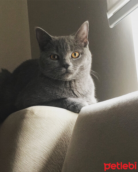 British Shorthair, Kedi  Vera fotoğrafı