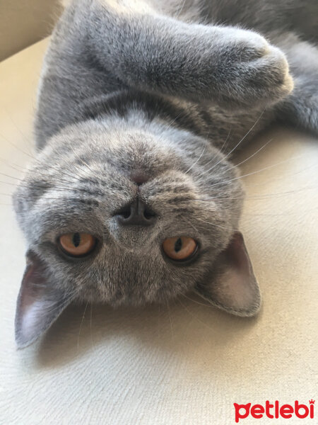 British Shorthair, Kedi  Vera fotoğrafı