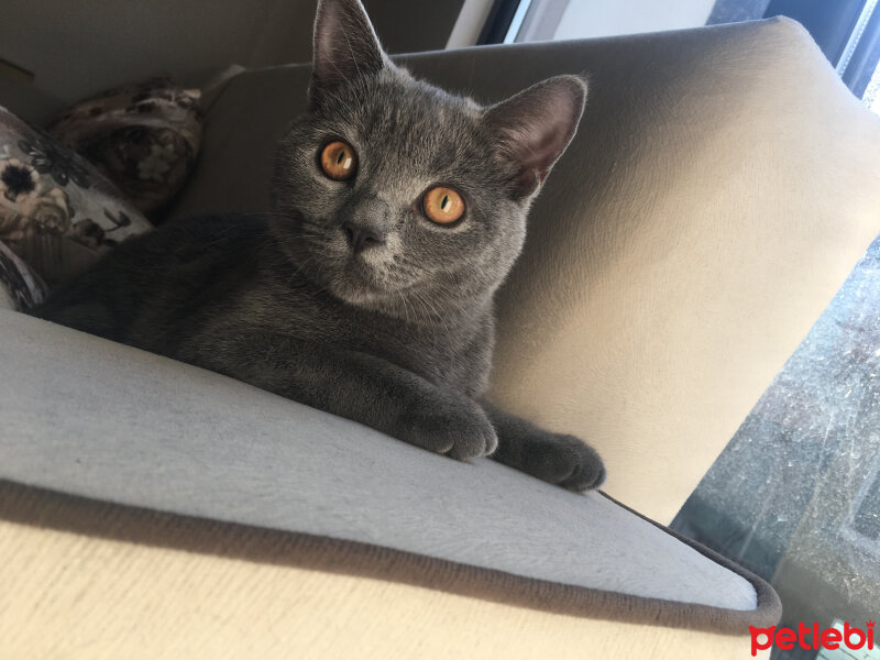 British Shorthair, Kedi  Vera fotoğrafı