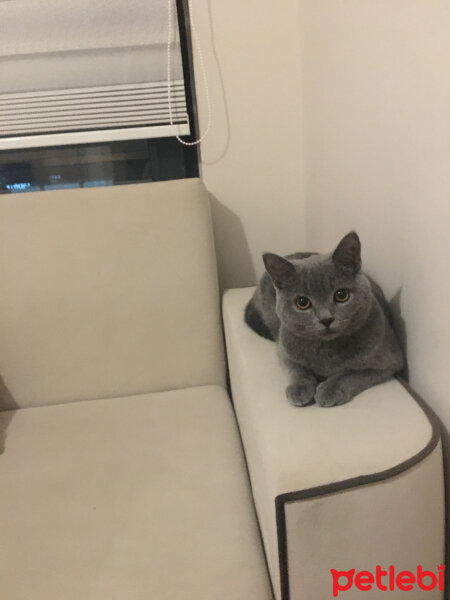 British Shorthair, Kedi  Vera fotoğrafı