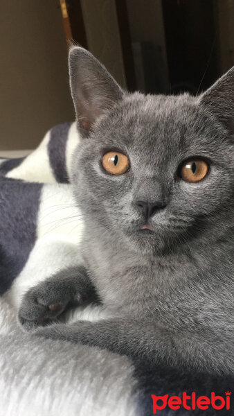 British Shorthair, Kedi  Vera fotoğrafı