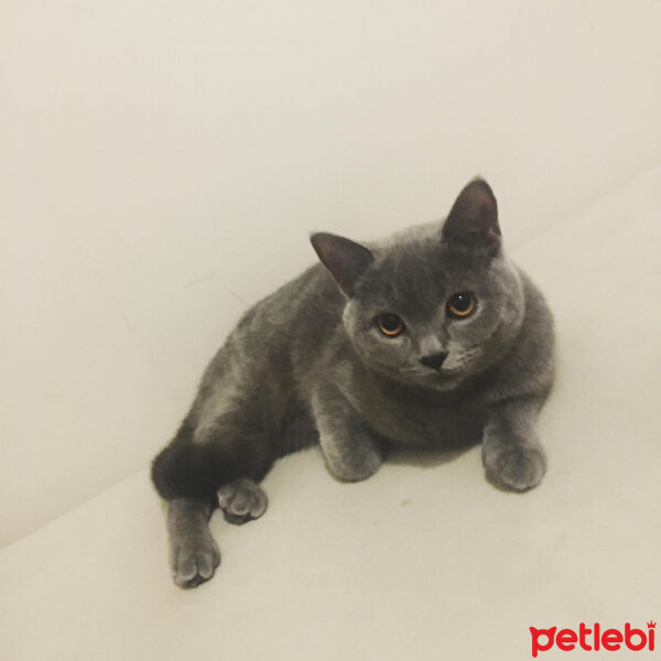 British Shorthair, Kedi  Vera fotoğrafı