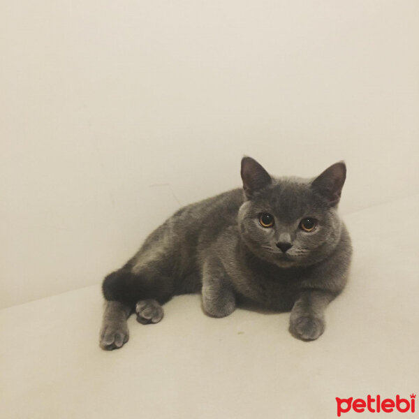 British Shorthair, Kedi  Vera fotoğrafı