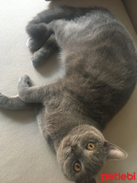 British Shorthair, Kedi  Vera fotoğrafı