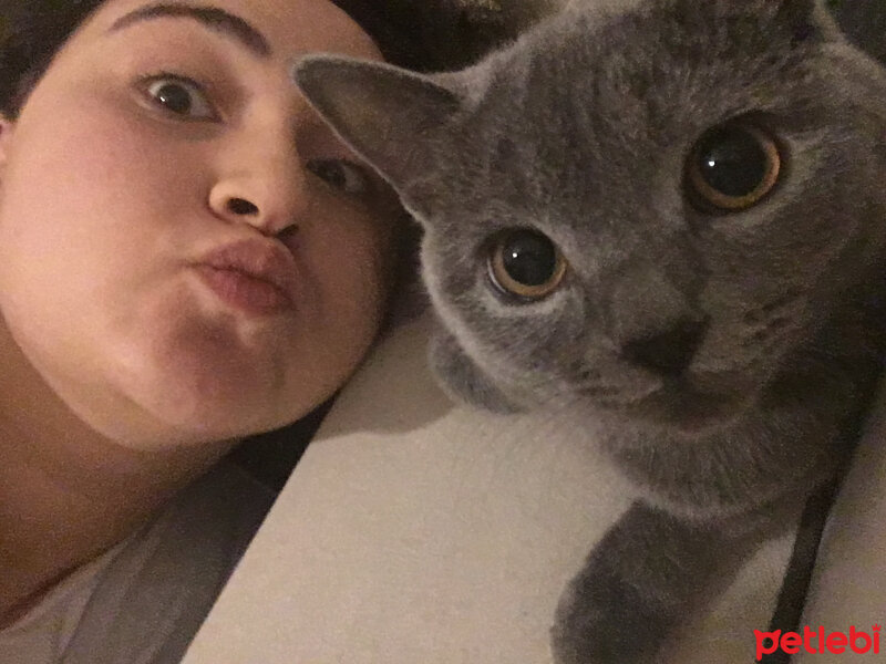 British Shorthair, Kedi  Vera fotoğrafı