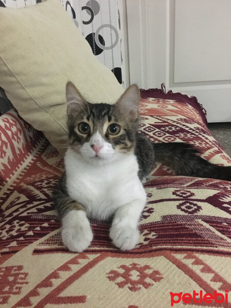 British Shorthair, Kedi  Vera fotoğrafı