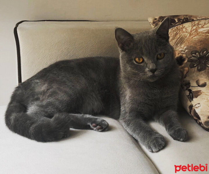 British Shorthair, Kedi  Vera fotoğrafı